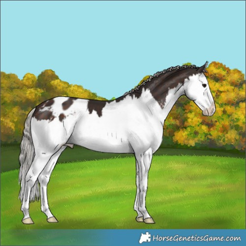 Horse Color:Silver Brown Sabino Splash Appaloosa 