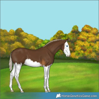 Horse Color:Chocolate Palomino Splash