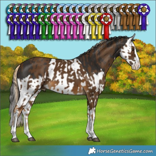 Horse Color:Chocolate Palomino Splash  and Liver Chestnut Splash 