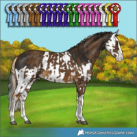 Horse Color:Chocolate Palomino Splash  and Liver Chestnut Splash 