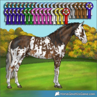 Horse Color:Chocolate Palomino Splash and Liver Chestnut Splash