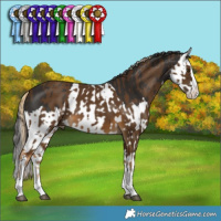 Horse Color:Chocolate Palomino Splash and Liver Chestnut Splash