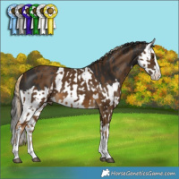 Horse Color:Chocolate Palomino Splash  and Liver Chestnut Splash 