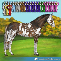 Horse Color:Chocolate Palomino Splash  and Liver Chestnut Splash 