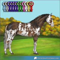 Horse Color:Chocolate Palomino Splash and Liver Chestnut Splash