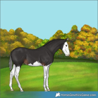 Horse Color:Liver Chestnut Splash 