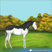Horse Color:Liver Chestnut Splash 