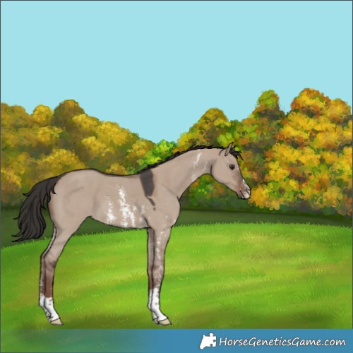 Horse Color:Liver Red Dun Sabino 