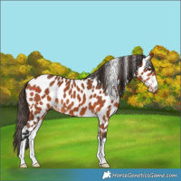 Horse Color:Bay Appaloosa 