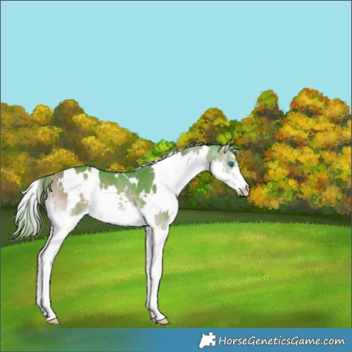 Horse Color:Watercolor White Spotted Chocolate Brown Onyx Splash 