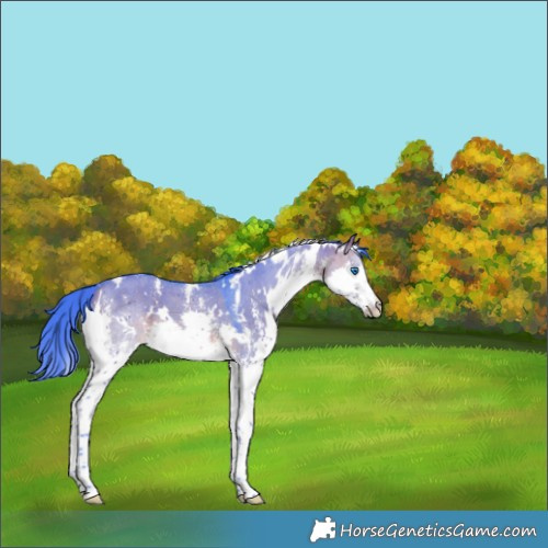 Horse Color:Watercolor White Spotted Brown Dun Sabino Splash 