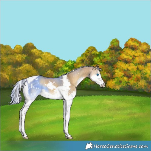 Horse Color:White Spotted Chocolate Palomino Onyx Splash Tobiano 