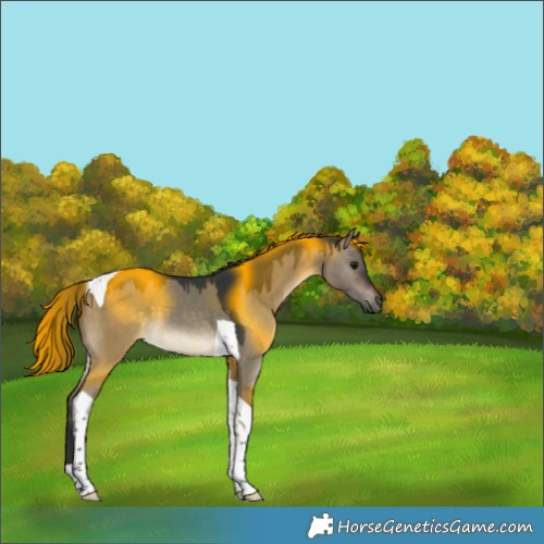Horse Color:Brown Dun Tobiano 
