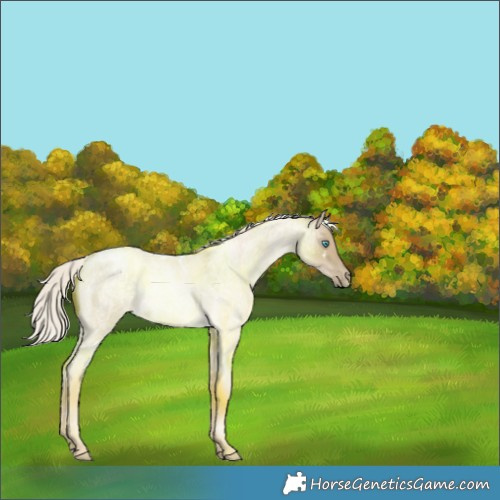 Horse Color:White Spotted Silver Buckskin Roan Pearl Dun Rabicano 