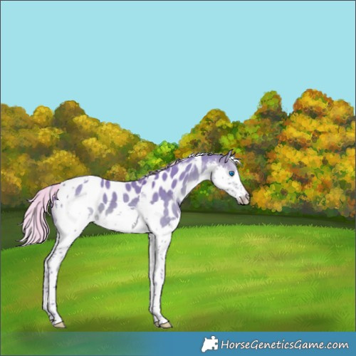 Horse Color:Watercolor Silver Brown Dun Splash Tobiano Near Leopard 