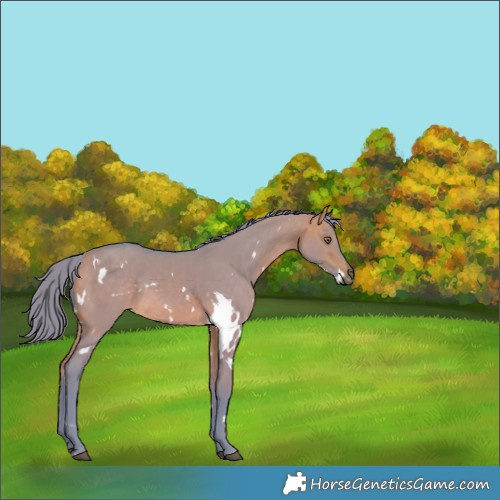 Horse Color:Watercolor White Spotted Buckskin Dun Rabicano 