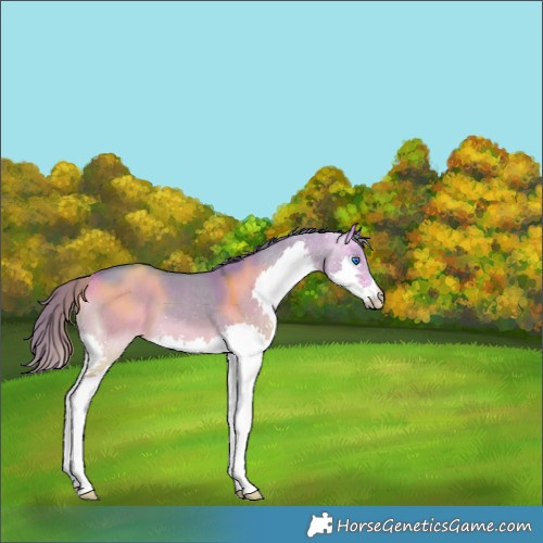 Horse Color:Watercolor Chocolate Buckskin Dun Splash 