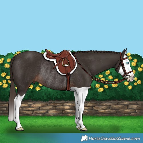 Horse Color:Liver Chestnut Splash Rabicano 