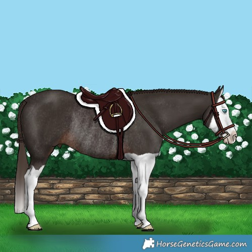 Horse Color:Liver Chestnut Splash Rabicano 