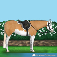 Horse Color:Palomino Splash Appaloosa 