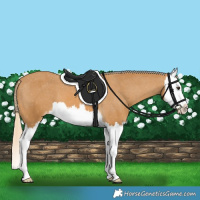 Horse Color:Palomino Splash Varnish 