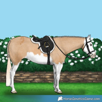 Horse Color:Palomino Splash Varnish 
