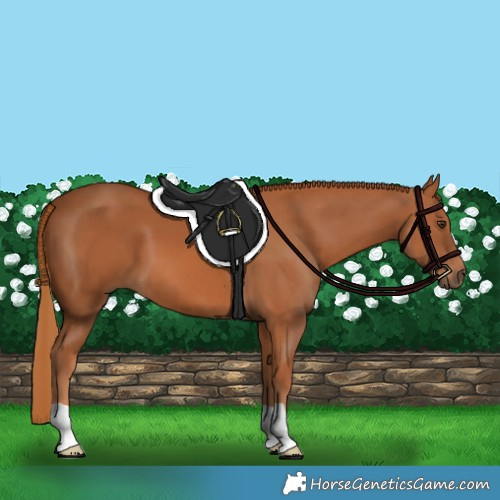 Horse Color:Unknown 