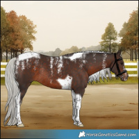 Horse Color:Powder White Silver Brown Tobiano Rabicano 