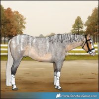 Horse Color:Powder White Silver Buckskin Roan Splash
