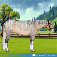 Horse Color:Powder White Silver Buckskin Roan Splash 