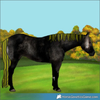 Horse Color:Void Painted White Spotted Blue Onyx Roan Appaloosa 