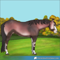 Horse Color:Blue Onyx Varnish 
