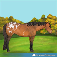 Horse Color:Bay Appaloosa Rabicano 
