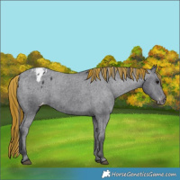 Horse Color:Painted Black Appaloosa Rabicano 