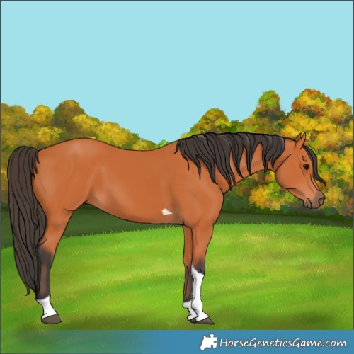Horse Color:Bay Tobiano 