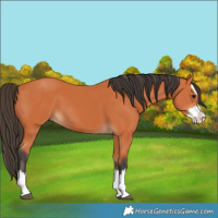 Horse Color:Bay Splash 