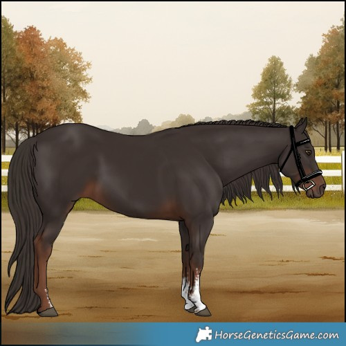 Horse Color:Liver Chestnut Sabino 