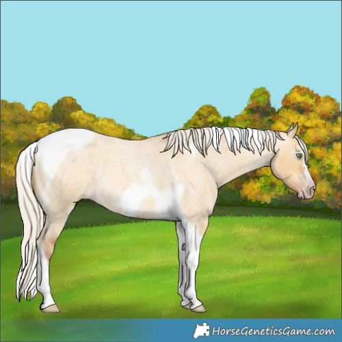Horse Color:Gray Silver Amber Cream Champagne Roan Dun Splash Tobiano Frame Appaloosa Rabicano 