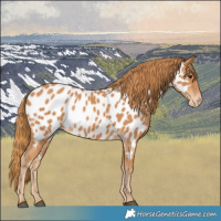 Horse Color:Chestnut Appaloosa