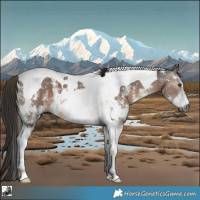 Horse Color:Gray Liver Chestnut Sabino Tobiano