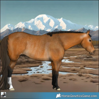 Horse Color:Gray Buckskin Varnish Rabicano