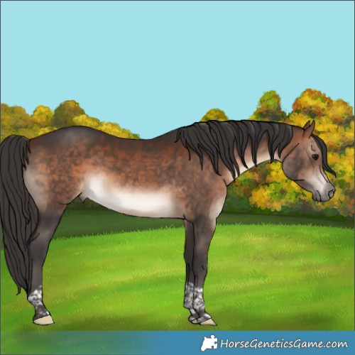 Horse Color:Brown Tobiano 