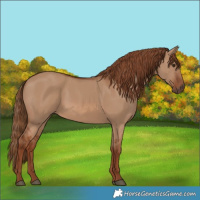 Horse Color:Red Dun