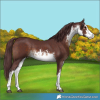 Horse Color:White Spotted Chocolate Brown Rabicano