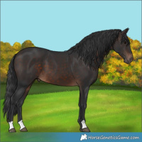 Horse Color:Brown 