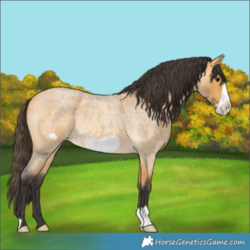 Horse Color:Buckskin Roan Frame Rabicano