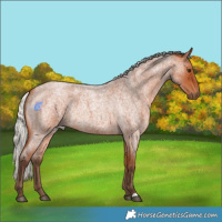 Horse Color:Silver Bay Roan Rabicano 