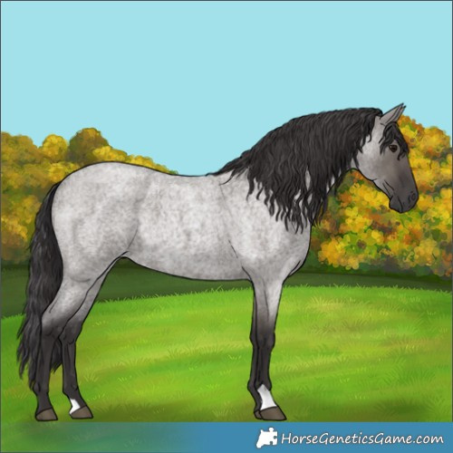 Horse Color:Smoky Grullo Roan Rabicano