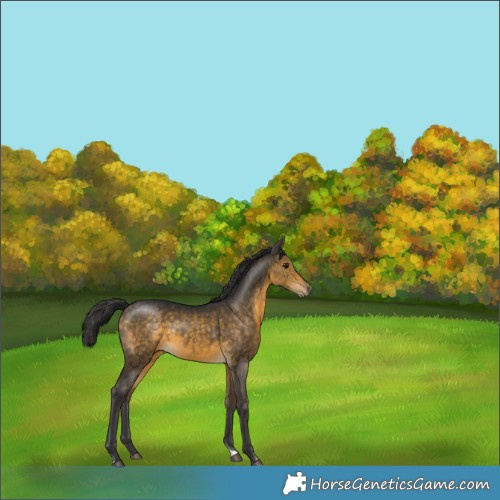 Horse Color:Buckskin Tobiano Rabicano