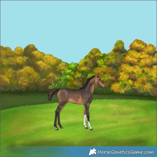 Horse Color:Buckskin Tobiano